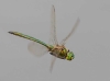 Somatochlora metallica male